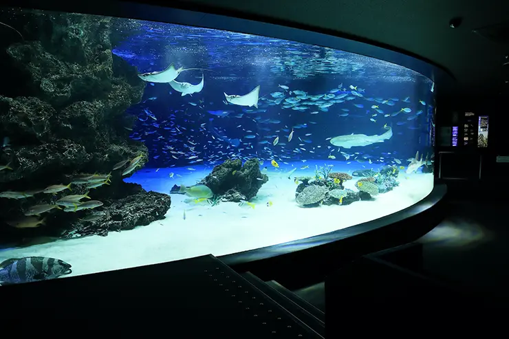 신비로운 푸른 빛이 감도는 선샤인 수족관의 대형 메인 수조