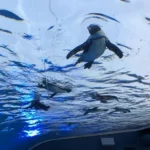 도쿄 선샤인 수족관 하늘 위를 나는 펭귄