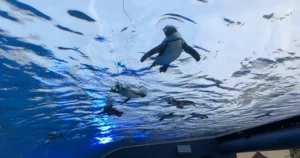 도쿄 선샤인 수족관 하늘 위를 나는 펭귄