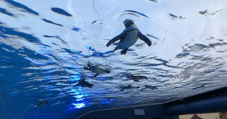 아이들이 수조를 들여다보며 즐거워하는 모습