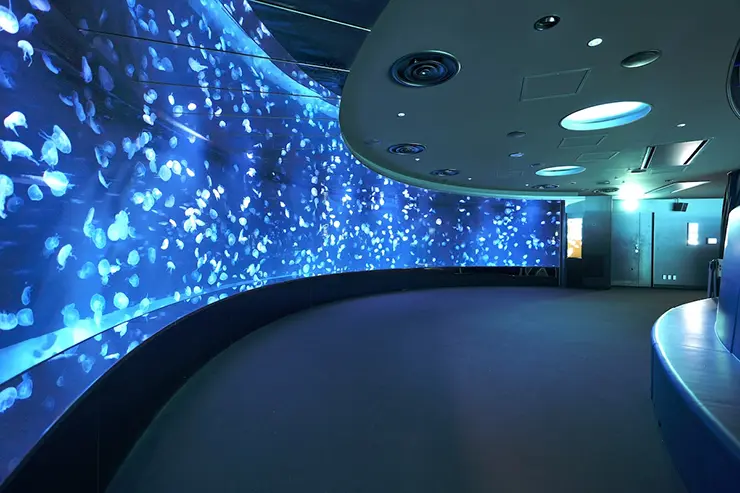 몽환적인 조명의 해파리 전시 구역에서 데이트를 즐기는 모습