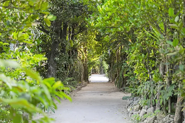 울창한 후쿠기 나무 사이로 빛 내림이 쏟아지는 몽환적인 가로수길 전경