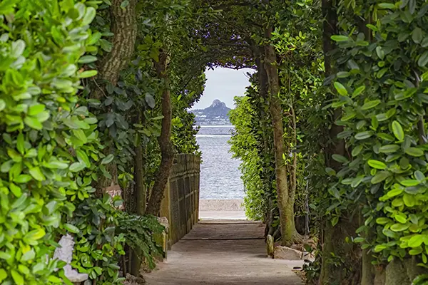 후쿠기 나무 뒤로 보이는 오키나와 전통 가옥과 붉은 기와지붕