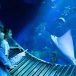 DMM 카리유시 수족관