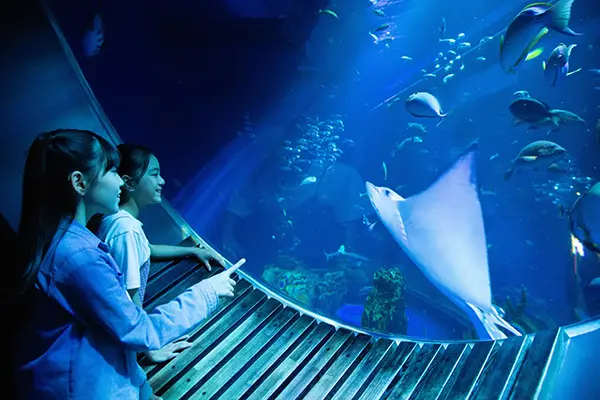 두꺼운 강화유리 바닥 아래로 유유히 헤엄치는 상어와 열대어들을 내려다보는 모습