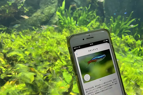 스마트폰 앱을 이용해 수족관 내 생물들의 정보를 수집하는 방문객의 모습