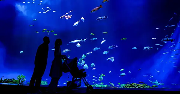 DMM 카리유시 수족관의 전체적인 분위기를 보여주는 메인 수조 전경