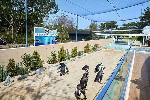 야외 구역에서 자유롭게 노니는 펭귄들과 바다표범의 모습