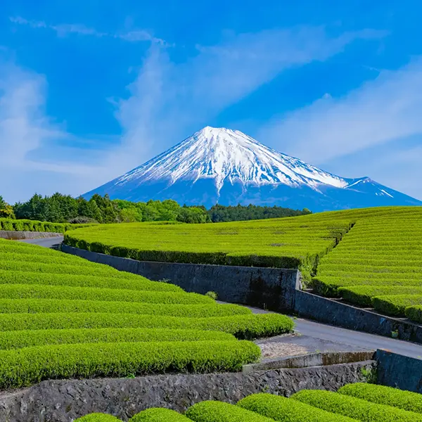 신칸센을 타고 이동하며 감상하는 웅장한 후지산의 모습