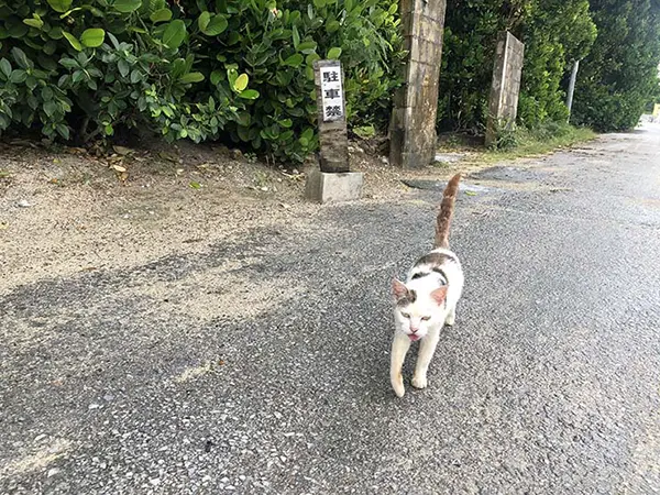 후쿠기 나무 아래에서 여유롭게 휴식을 취하는 마을 고양이의 모습