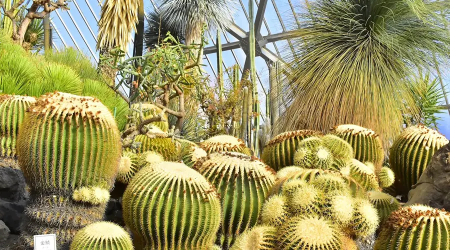 세계 각국의 희귀한 선인장들이 가득한 이즈 사보텐 동물원의 대형 온실 내부