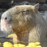 시즈오카 이즈 사보텐 동물원 온천 카피바라 환승연애4