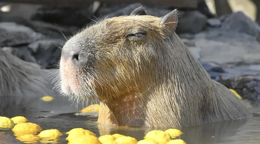 이즈 사보텐 동물원의 명물, 유자탕에서 온천을 즐기는 카피바라의 평온한 모습