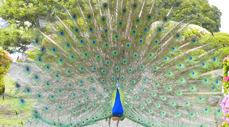 철창 없이 자연 환경에서 자유롭게 살아가는 새들을 가까이에서 관찰하는 모습