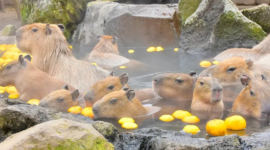 김이 모락모락 나는 노천탕에 옹기종기 모여 목욕을 즐기는 카피바라 가족