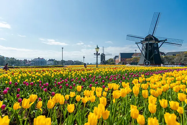 하우스텐보스 풍차와 정원