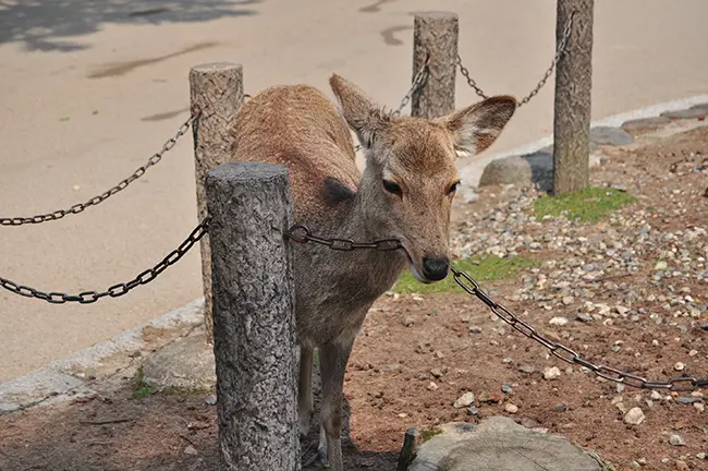Nara Deer Park 2