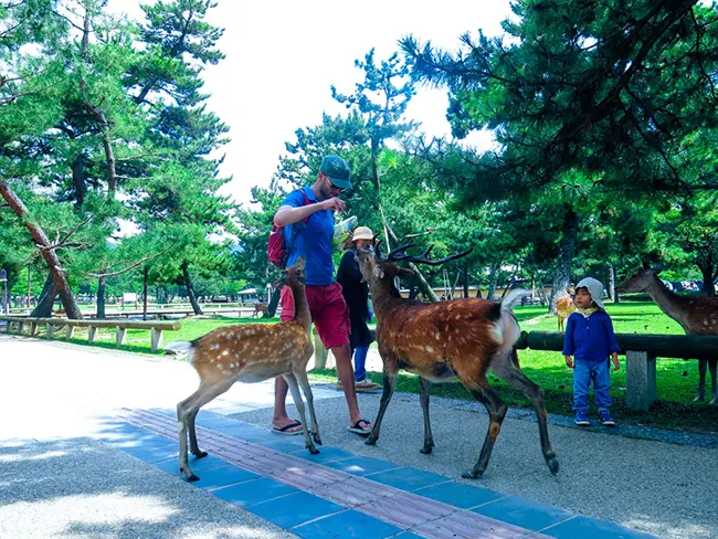 Nara Deer Park deer bowing greeting tourist feeding
