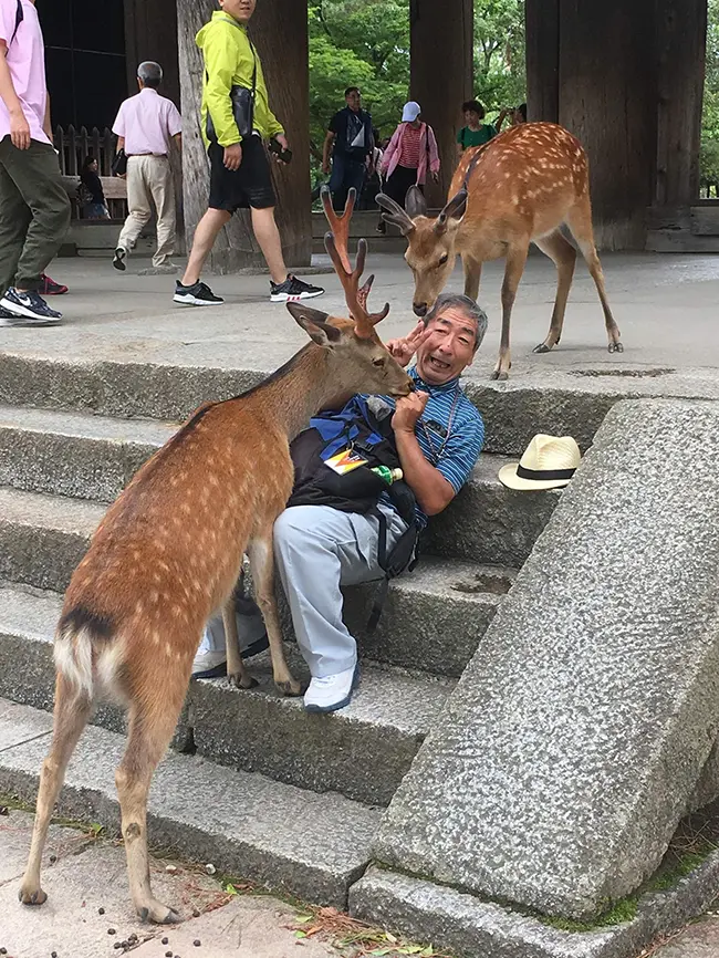 Nara Deer Park
