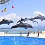 마린월드의 상징, 야외 쇼풀에서 펼쳐지는 돌고래와 물개 쇼. 뒤로 보이는 하카타만의 풍경이 장관입니다.