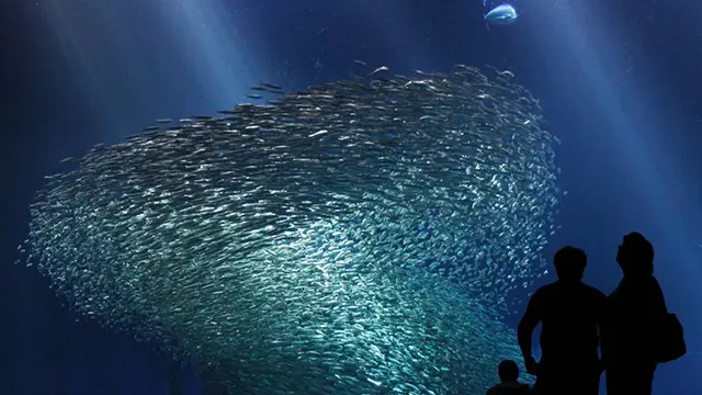 거대한 겐카이탄 수조. 상어와 가오리, 그리고 수만 마리의 정어리 떼가 어우러져 유영합니다.