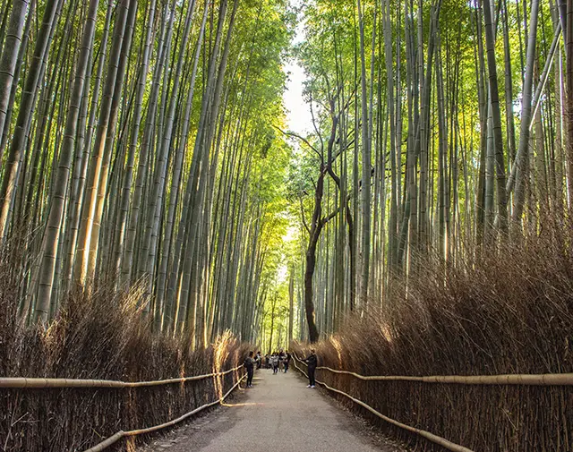 하늘을 가릴 만큼 울창한 대나무가 장관인 아라시야마 치쿠린. 프라이빗 투어를 이용하면 붐비지 않는 외곽 포인트까지 차로 시원하게 닿을 수 있습니다.