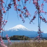 가와구치코 호숫가의 오이시 공원은 꽃의 융단과 후지산의 거대한 원뿔 능선을 프레임 하나에 완벽히 담아내는 최고의 출사 명당입니다