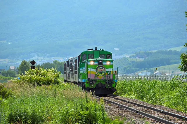 홋카이도 비에이 후라노 버스 투어 코스 추천 및 계절별 관람 팁 1 홋카이도 비에이의 광활한 구릉 지대에 펼쳐진 오색빛깔 꽃 카펫