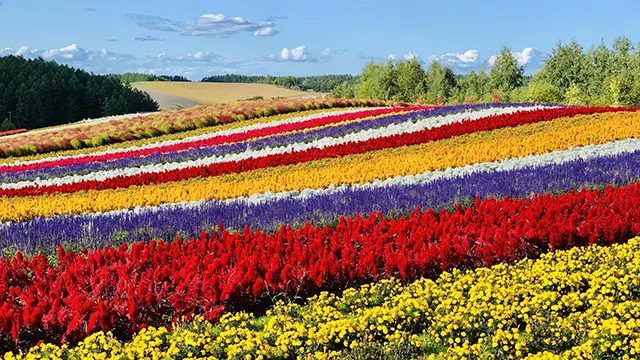 홋카이도 비에이 후라노 버스 투어 코스 추천 및 계절별 관람 팁 5 눈 덮인 들판 위에 홀로 서 있는 비에이 크리스마스트리 나무