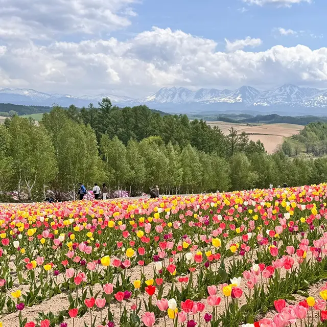 홋카이도 비에이 후라노 버스 투어 코스 추천 및 계절별 관람 팁 6 따스한 조명이 켜진 후라노 닝구르테라스의 몽환적인 저녁 풍경