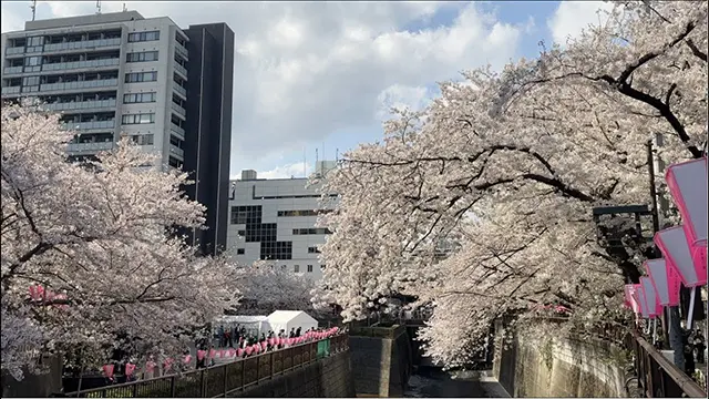 다이칸야마 T-SITE 츠타야 서점의 모던한 건축 외관과 울창한 주변 정원