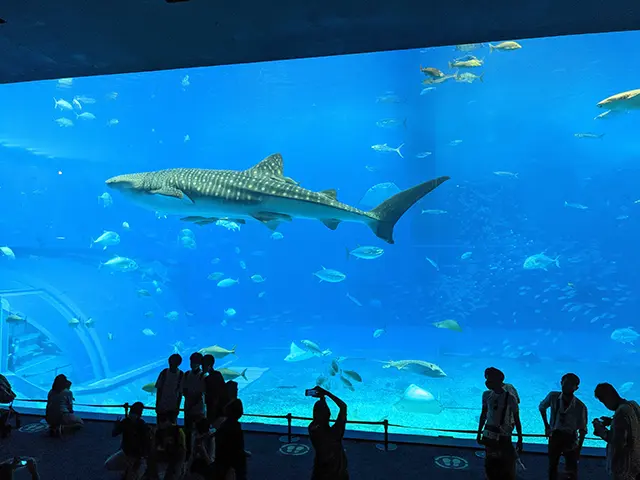 바다 위를 가로질러 코우리섬으로 이어지는 웅장한 코우리 대교