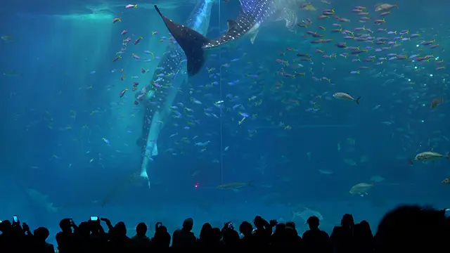 츄라우미 수족관의 거대한 수조 속을 헤엄치는 웅장한 고래상어