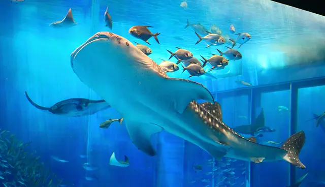 오키나와 해양 박람회 공원의 시원한 바다 산책로와 주변 경치