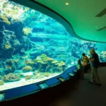 오키나와 츄라우미 수족관