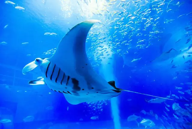 오키나와 츄라우미 수족관