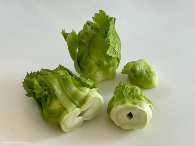 붉은 빛깔과 압도적인 크기를 자랑하는 후쿠오카 프리미엄 아마오우 딸기