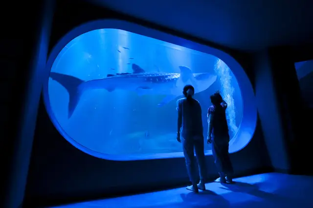 해양 생물들을 보며 상상력을 기르는 이시카와 수족관 체험