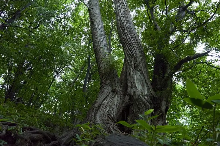 마루야마 공원 산책로