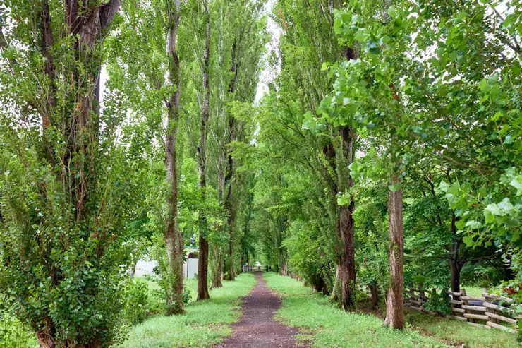 유명한 은행나무 가로수길
